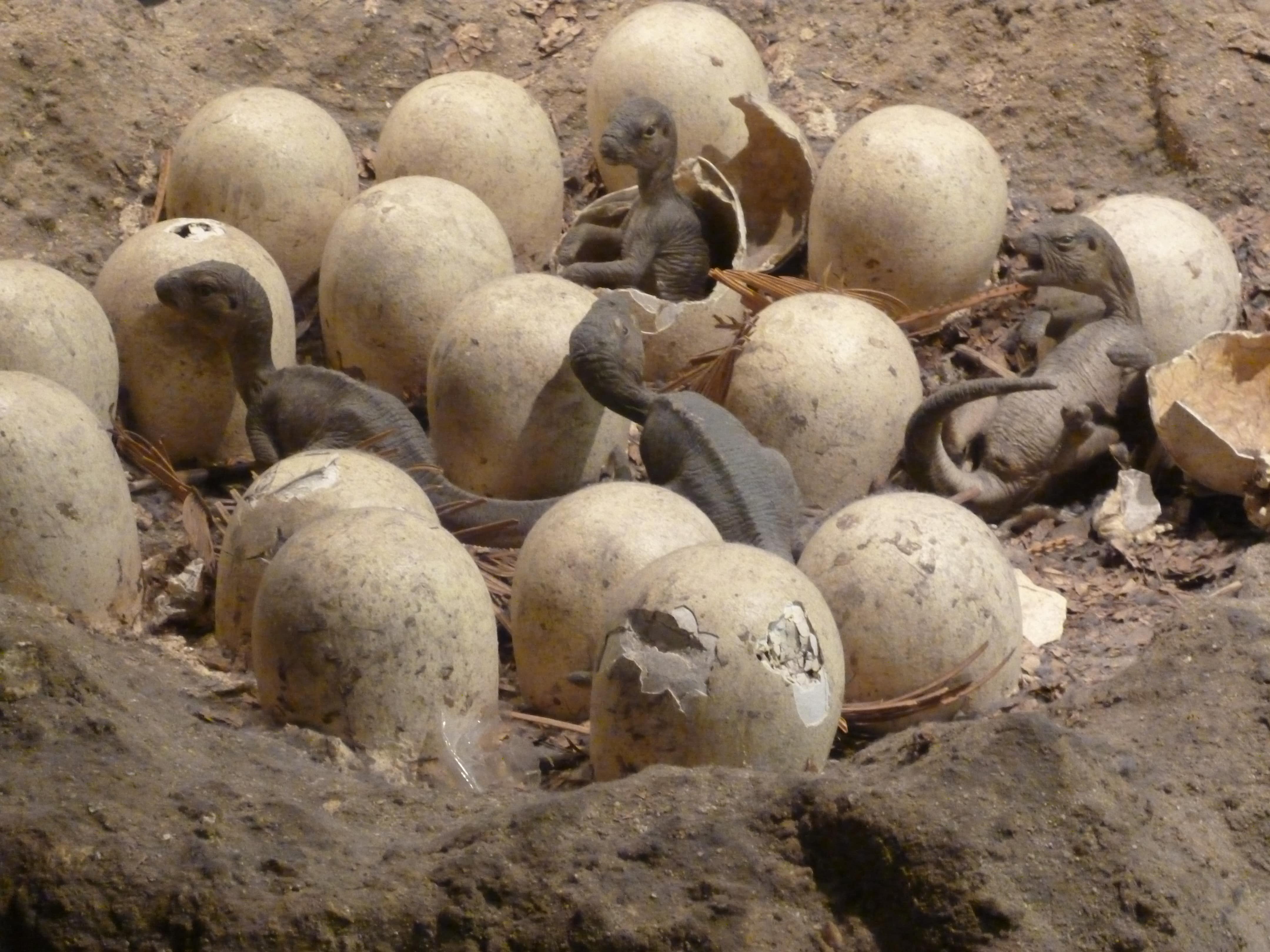 Museu de História Natural