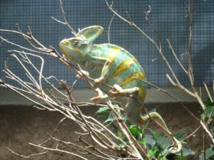 Zoológico de Berlim