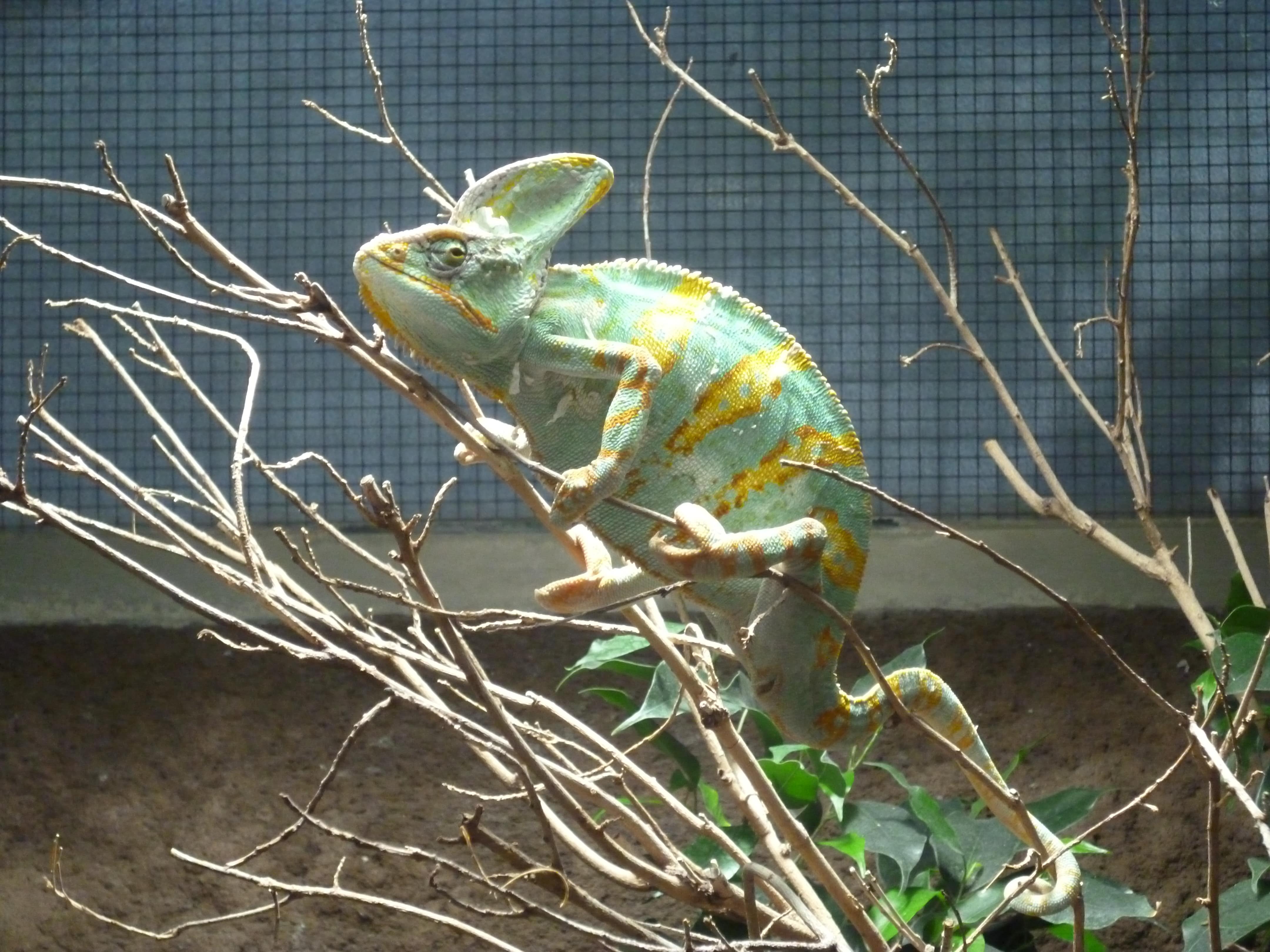 Zoológico de Berlim