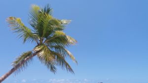 um dia em maragogi